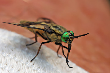 Horsefly  is a predator, actively attacking humans and animals.