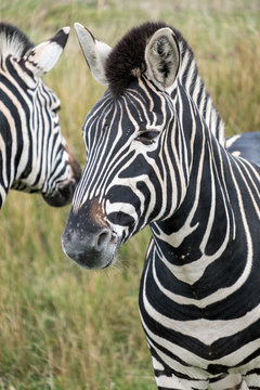 Head of two striped plains zebras, photographed in the grass at Port Lympne Safari Park, Ashford, Kent UK. 