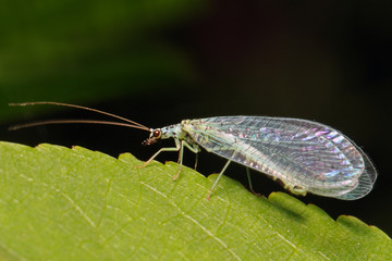 A beautiful green lacewing on green leaf. Faceted eyes shimmer with a metallic bronze color.