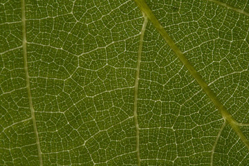 Leaf Veins 