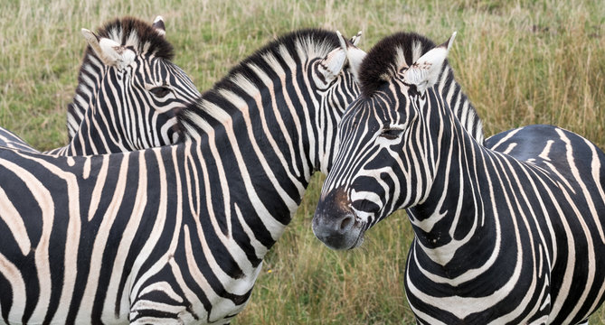 Three zebras, facing in different directions, photographed in the grass at Port Lympne Safari Park, Ashford Kent UK.