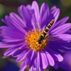 Stiftschwebfliege © JuergenL