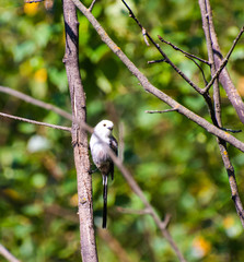 Very beautiful and cute bird chubby on the branches of summer morning. The baby birds on the branch