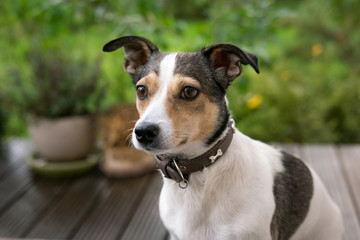 portrait of jack russell terrier
