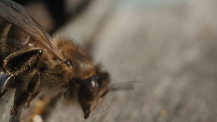 How Bees Work 