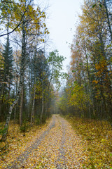 Rural Road in Autumn