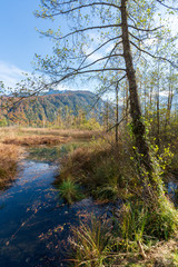 Almsee bei Sonnenuntergang mit bunten Laubb&auml;umen und Herbstbl&auml;ttern, an einem wundersch&ouml;nen Herbsttag