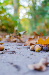 Autumn forest background with yellow leaves and oak acorns closeup.