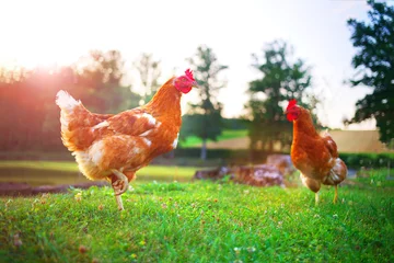 Abwaschbare Fototapete Hähnchen Henne, Huhn auf dem Bauernhof, Viehvogel-Geflügelkonzept