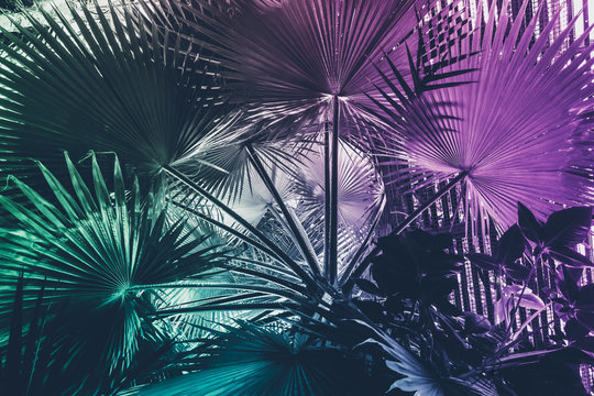 Neon tropical palm leaf Inspiration surreal minimal abstract background