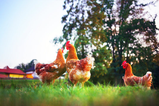 rooster, hen and chick, nature organic range