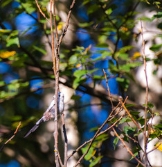 Very beautiful and cute bird chubby on the branches of summer morning. The baby birds on the branch
