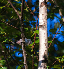 Very beautiful and cute bird chubby on the branches of summer morning. The baby birds on the branch