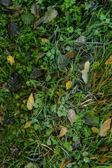 picturesque autumn background