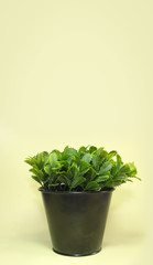 Artificial plant in plain plastic pot against a light yellow background. With available copy space.