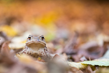 Bufo bufo Erdköte im Herbstlaub von vorn