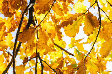 yellow autumn leaves