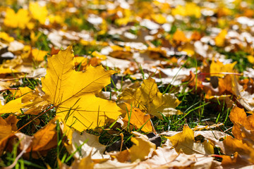 autumn leaves
