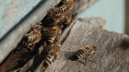 How Bees Work 
