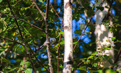 Very beautiful and cute bird chubby on the branches of summer morning. The baby birds on the branch