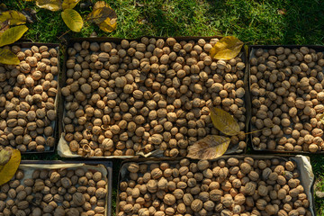walnuts on the lawn