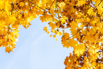 autumn leaves on tree