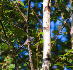 Very beautiful and cute bird chubby on the branches of summer morning. The baby birds on the branch