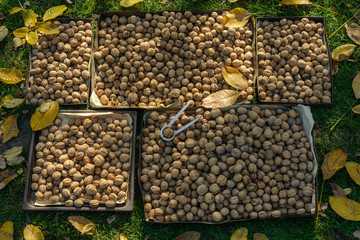 walnuts on the lawn