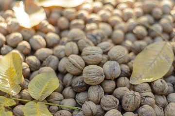 walnuts on the lawn