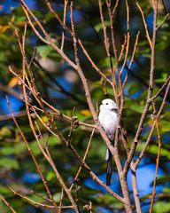 Very beautiful and cute bird chubby on the branches of summer morning. The baby birds on the branch