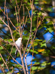 Very beautiful and cute bird chubby on the branches of summer morning. The baby birds on the branch