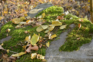Stein mit Moos und Herbstlaub