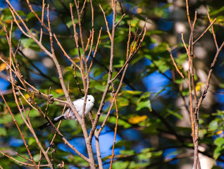 Very beautiful and cute bird chubby on the branches of summer morning. The baby birds on the branch