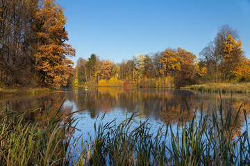 Autumn forest, on the bank of the river in Pavlovsk park, St. Petersburg, Russia