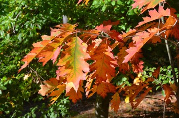 Herbstlaub der Rotbuche