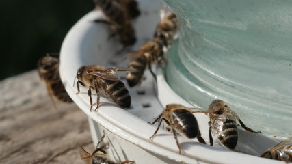How Bees Work 