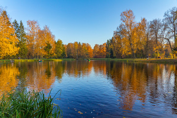 Autumn forest, on the bank of the river in Pavlovsk park, St. Petersburg, Russia