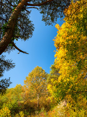 Fototapeta premium Colorful trees of a deciduous forest in autumn