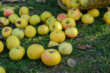 apples in wicker basket