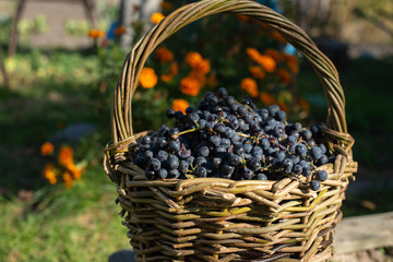 grapes in wicker basket