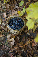 grapes in wicker basket