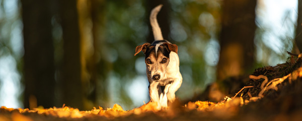 Purebred Jack Russell Terrier. Little cute dog is running in the woods on a path in the autumn...