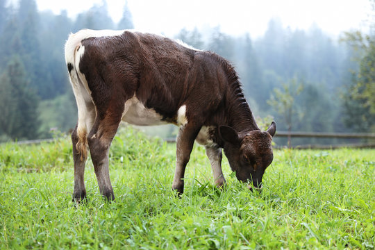 Brown and white calf on green pasture in summer. Cow farm
