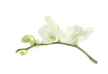 Naklejka na ściany i meble Branch with beautiful orchid flowers on white background. Tropical plant