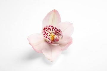 Beautiful orchid flower on white background. Tropical plant