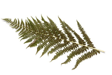 Back side of fern with spores on white background