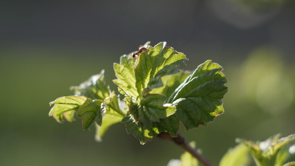 is the great time of spring