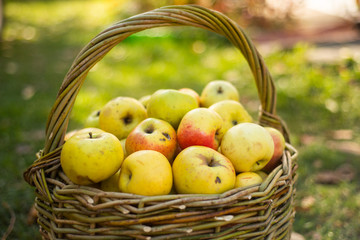 apples in wicker basket