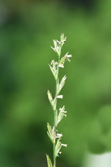 Flower spike on couch grass Elymus  repens on green background