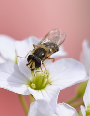 Closeup on the hoverfly Syrphus ribesii eating pollen on a cockooflower
